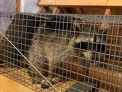 Nassau County pest control